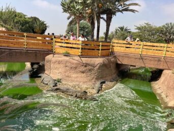 Crocoparc and Climbing Goats of Agadir Tour