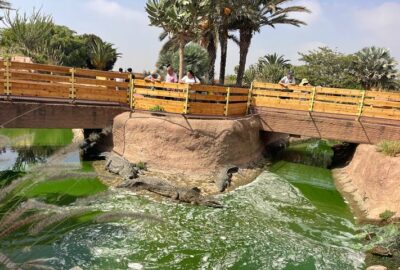 Crocoparc and Climbing Goats of Agadir Tour